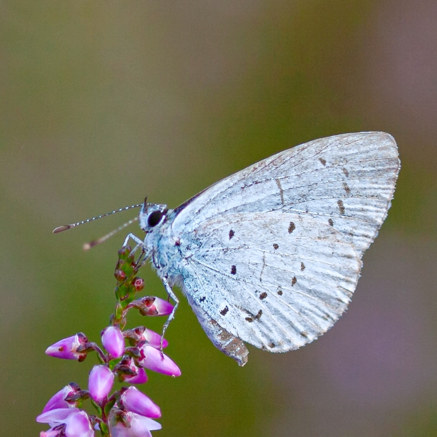 Faulbaum-Bläuling (Celastrina argiolus)