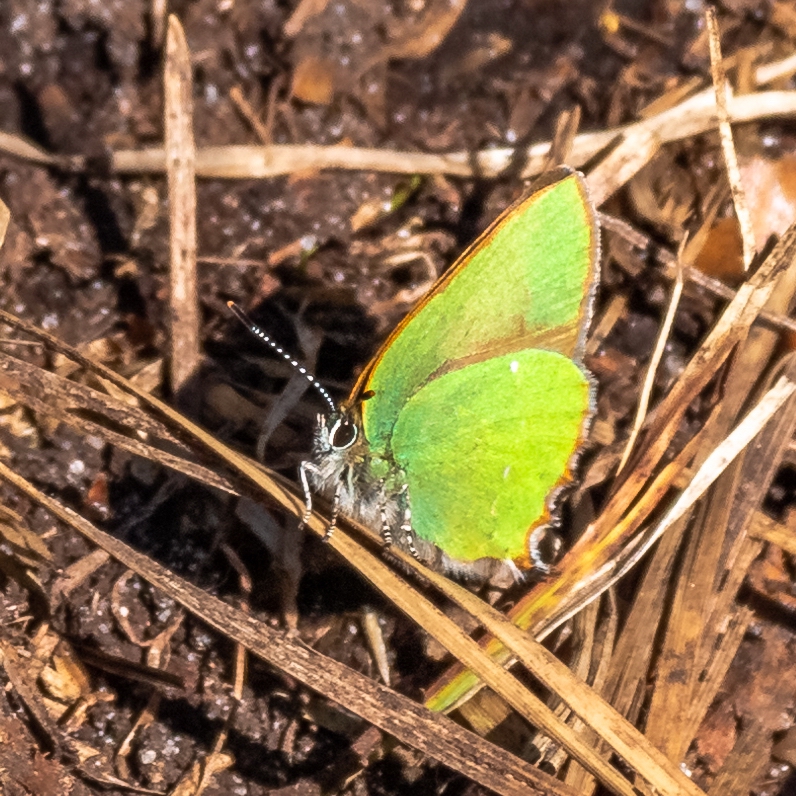 Bronbeerzipfelfalter, Grüner Zipfelfalter
