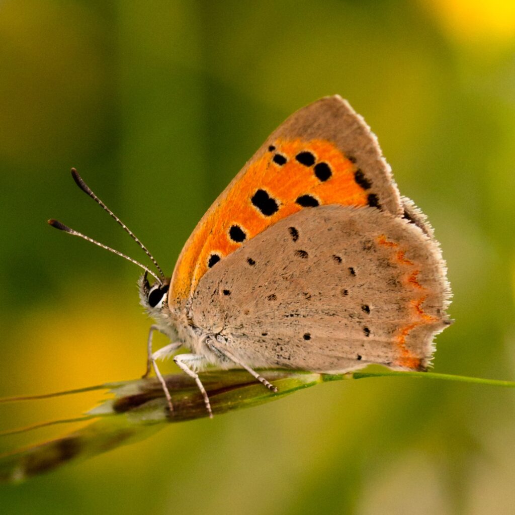 Kleiner Feuerfalter (Lycaena phlaeas)
