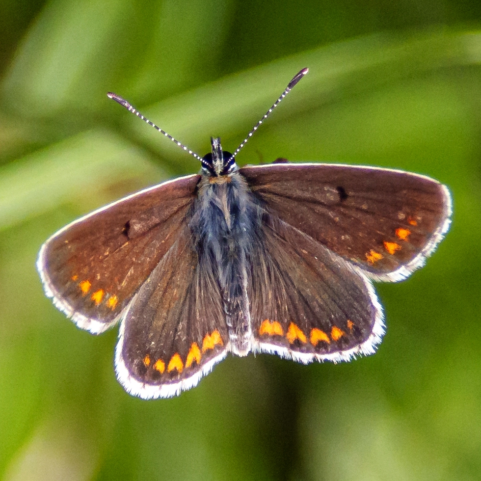 Kleiner Sonnenröschen-Bläuling (Aricia agestis)