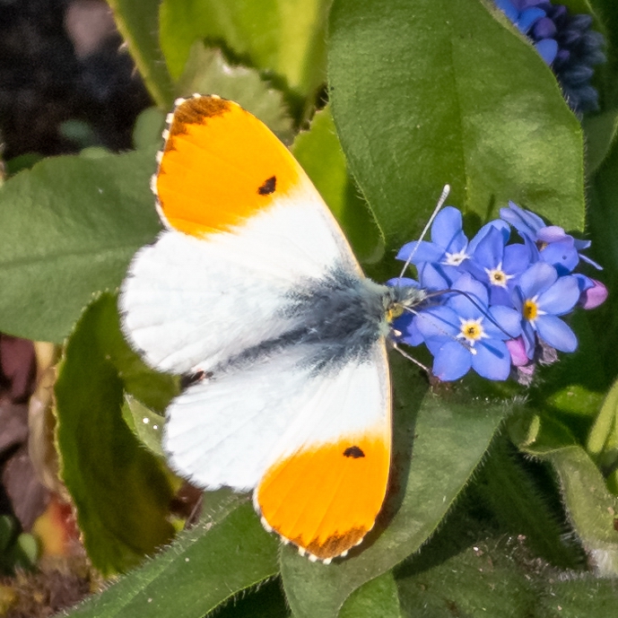 Aurorafalter (Anthocharis cardamines) Männchen