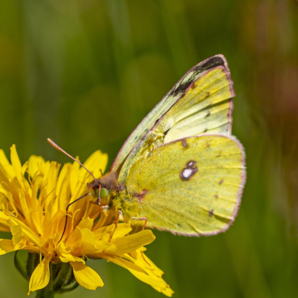Goldene Acht (Colias hyale)