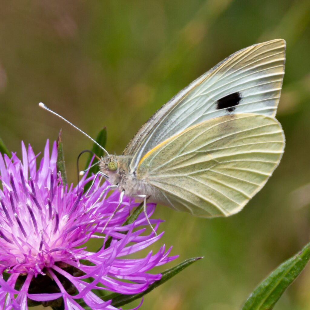 Großer Kohlweißling (Pieris brassicae)