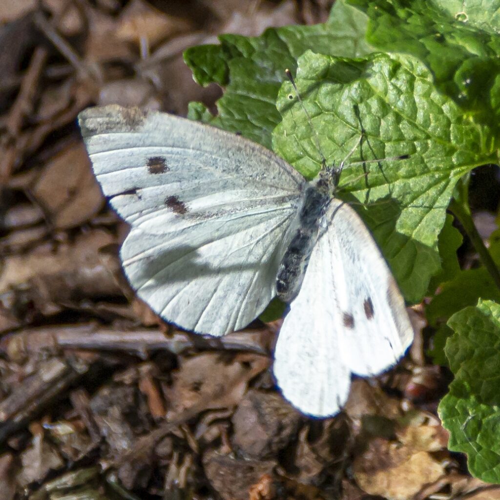 Kleiner Kohlweißling (Pieris rapae)
