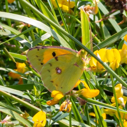 Postillon (Colias croceus)