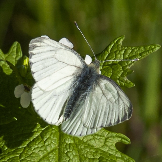 Rapsweißling (Pieris napi)