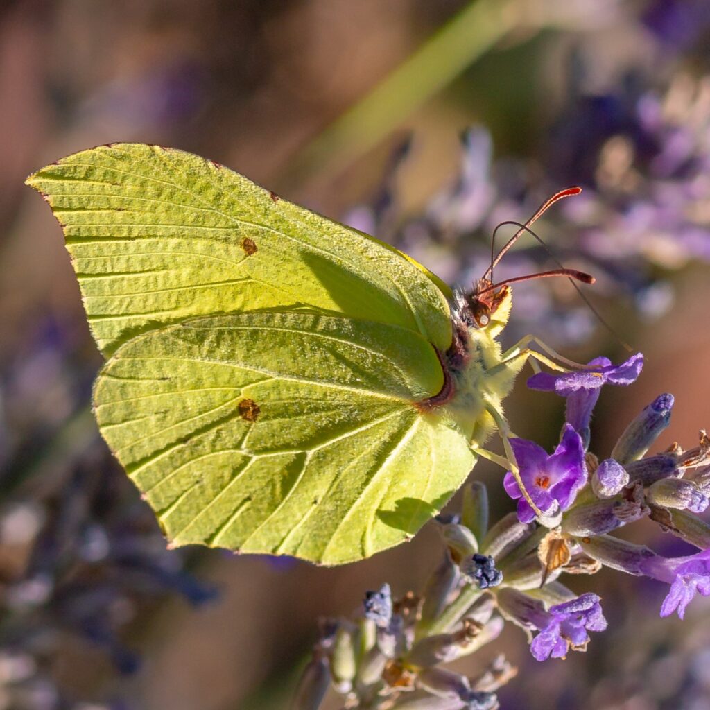 Zitronenfalter (Gonepteryx rhamni)