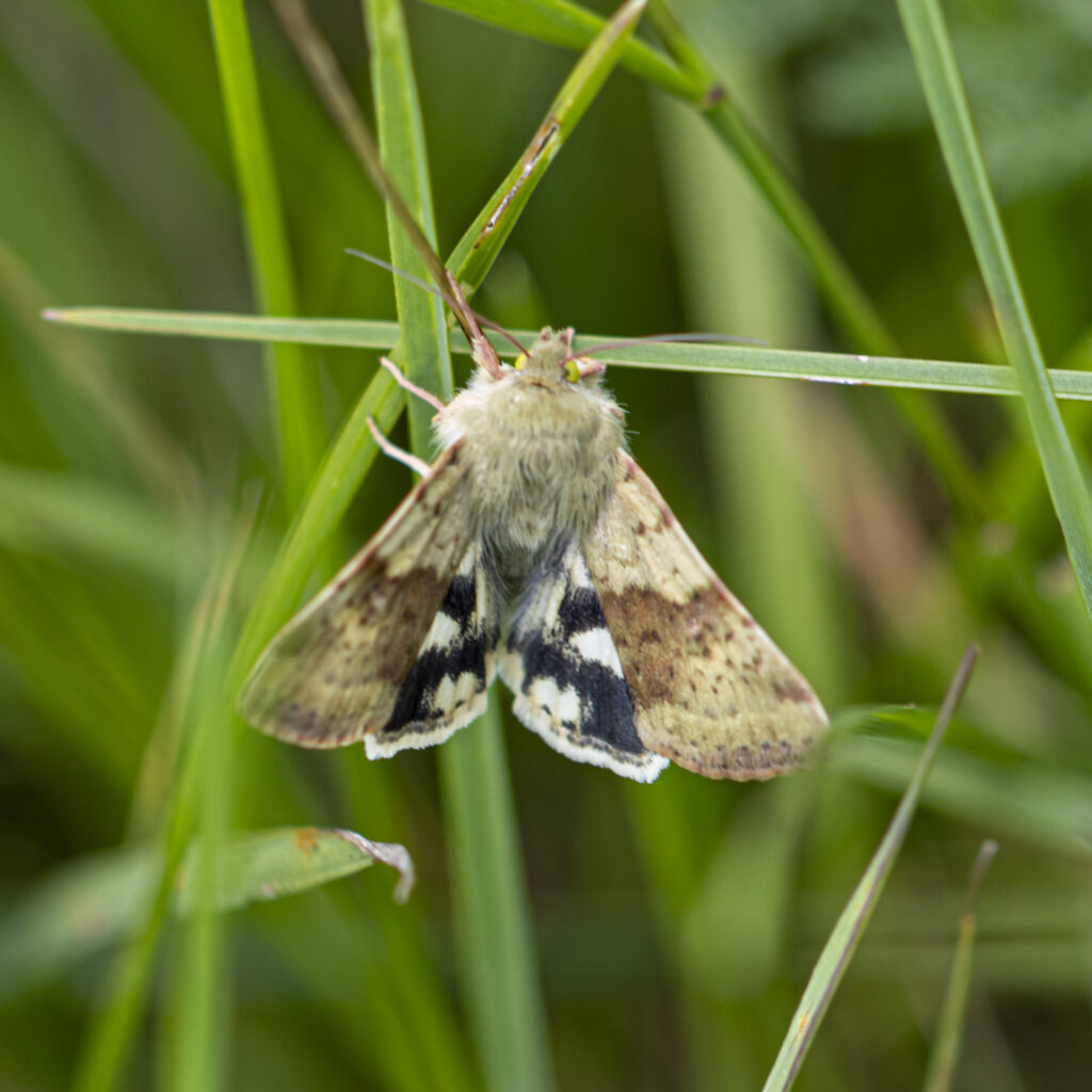 Karden-Sonneneule (Heliothis viriplaca)